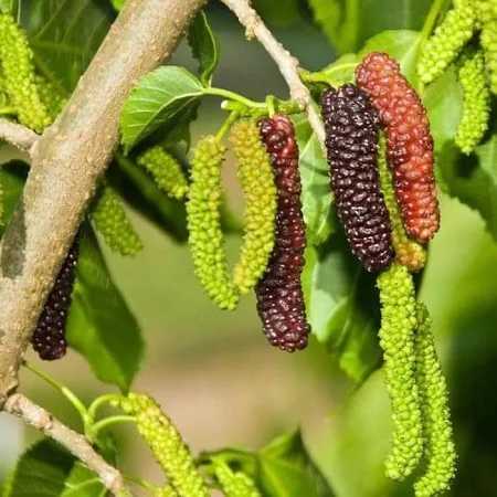 Red Long Mulberry (લાલ લાંબો શેતૂત)